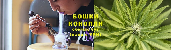 прущие грибы Бородино