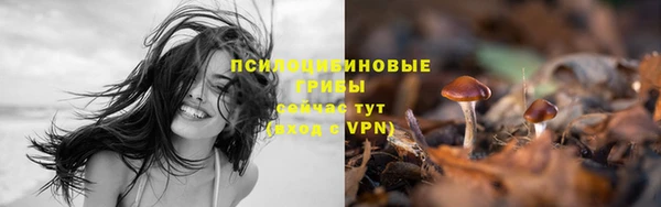 прущие грибы Бородино